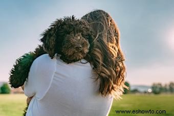 Saluda al caniche híbrido