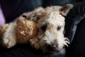 Perfil y fotos del terrier de trigo de pelo blando