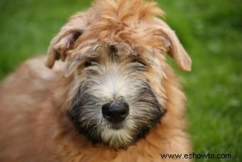 Perfil y fotos del terrier de trigo de pelo blando