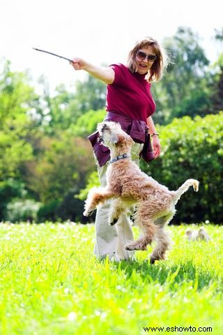 Perfil y fotos del terrier de trigo de pelo blando