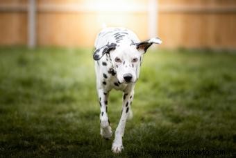 Descubre lo que hace que el dálmata sea un cachorro tan especial