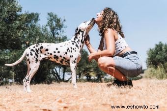 Descubre lo que hace que el dálmata sea un cachorro tan especial