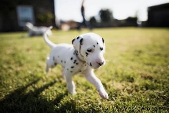 Descubre lo que hace que el dálmata sea un cachorro tan especial