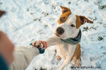 Perfil del Staffordshire Bull Terrier:más que solo músculos