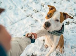 Staffordshire Bull Terrier: Perfil Completo de una Raza Cariñosa y Leal
