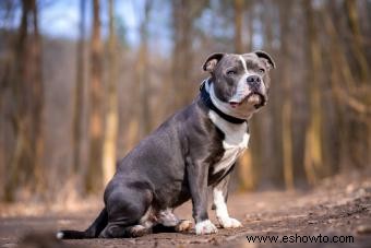 Perfil del Staffordshire Bull Terrier:más que solo músculos