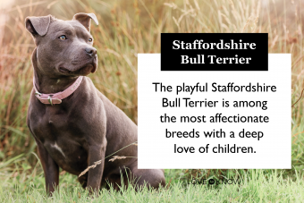 Perfil del Staffordshire Bull Terrier:más que solo músculos