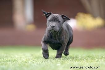 Perfil del Staffordshire Bull Terrier:más que solo músculos