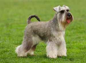 Schnauzer Estándar: Temperamento, Tamaño, Características y Cuidados Esenciales