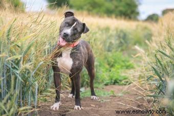Perfil del Staffordshire Bull Terrier:más que solo músculos