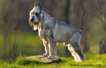 Temperamento, tamaño y rasgos del Schnauzer estándar