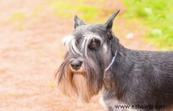 Temperamento, tamaño y rasgos del Schnauzer estándar