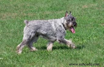 Temperamento, tamaño y rasgos del Schnauzer estándar