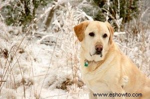 Diez razas de perros AKC más populares con fotos