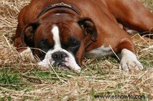 Diez razas de perros AKC más populares con fotos