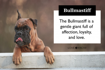 El poderoso Bullmastiff:conoce la raza