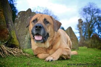 El poderoso Bullmastiff:conoce la raza