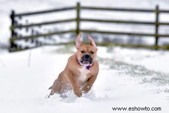 El poderoso Bullmastiff:conoce la raza