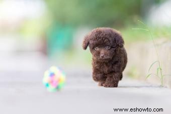 El caniche miniatura:guía para una raza inteligente y elegante