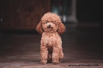 El caniche miniatura:guía para una raza inteligente y elegante