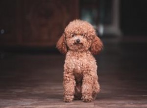 El caniche miniatura:guía para una raza inteligente y elegante