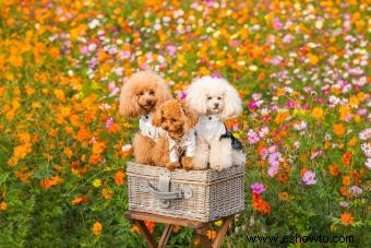 El caniche miniatura:guía para una raza inteligente y elegante