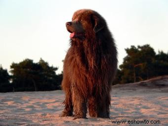 La raza de perro Terranova:qué esperar de este gentil gigante