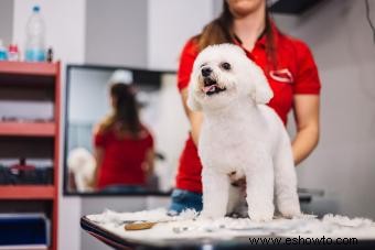 El caniche miniatura:guía para una raza inteligente y elegante