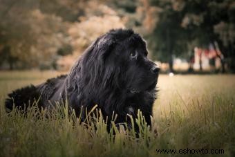 La raza de perro Terranova:qué esperar de este gentil gigante