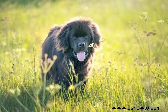 La raza de perro Terranova:qué esperar de este gentil gigante