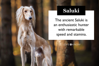 El perfil de la raza Saluki y su antigua evolución