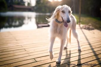 El perfil de la raza Saluki y su antigua evolución