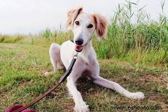 El perfil de la raza Saluki y su antigua evolución