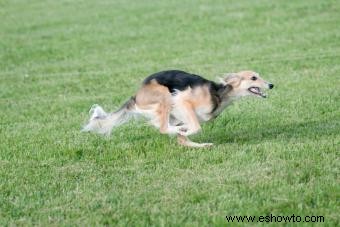 El perfil de la raza Saluki y su antigua evolución