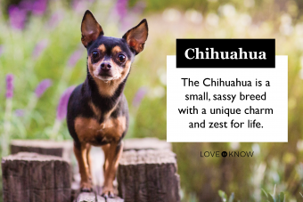 El pequeño pero poderoso chihuahua:características, rasgos y cuidados