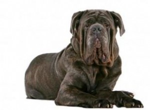 Perros  feos  que conquistan corazones: razas adoradas por su encanto único