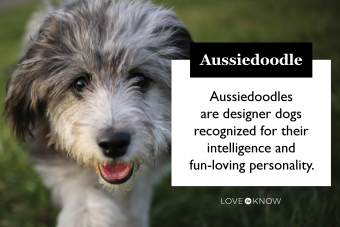 Introducción definitiva al Aussiedoodle y sus características