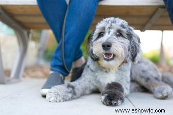 Introducción definitiva al Aussiedoodle y sus características