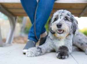 Guía Completa del Aussiedoodle: Origen, Características, Cuidados y Consejos
