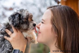 Introducción definitiva al Aussiedoodle y sus características