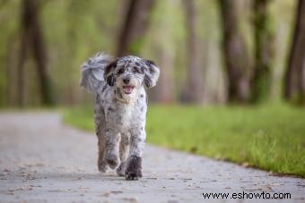 Introducción definitiva al Aussiedoodle y sus características