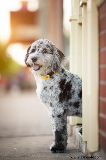 Introducción definitiva al Aussiedoodle y sus características