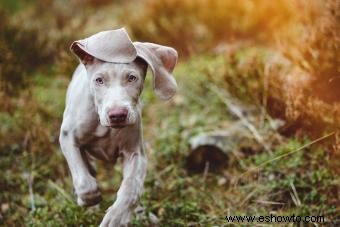 Weimaraner