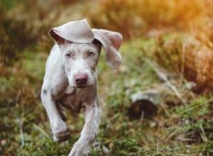 Weimaraner: El Fantasma Gris, Perro de Caza Versátil y Elegante