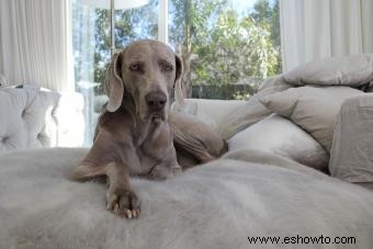 Weimaraner