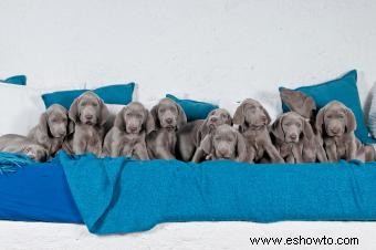 Weimaraner