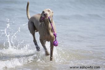 Weimaraner