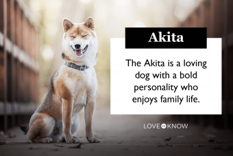 Bienvenido el Akita:características de la raza nativa japonesa