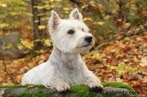 Características y problemas de salud del West Highland Terrier