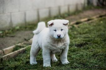 Bienvenido el Akita:características de la raza nativa japonesa